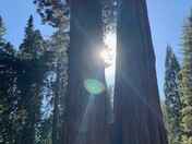 Sequoia National Park