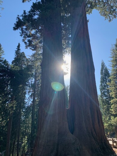 Sequoia National Park