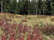 Mt Hood National Forest