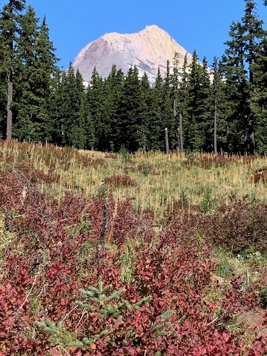 Mt Hood National Forest