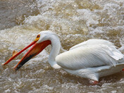 The Pelican