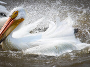 Splash