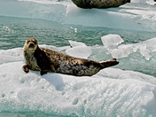 Glacier Bay National Park