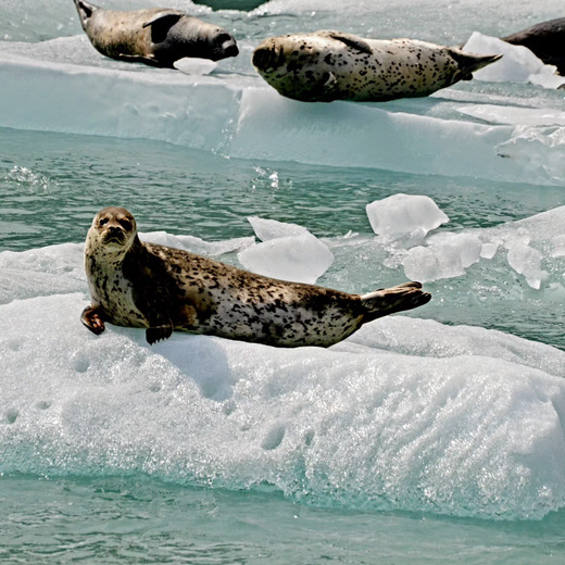 Glacier Bay National Park