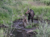 Deer Lakes 