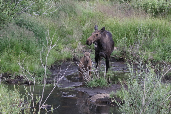 Deer Lakes 