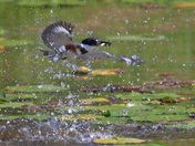 Kingfisher Splash