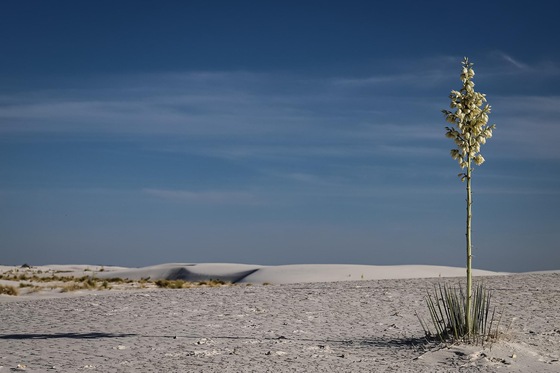 White Sands National Park