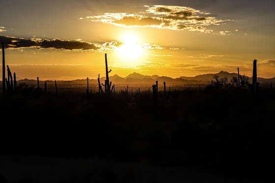 Saguaro National Park