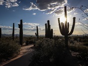 Saguaro National Park
