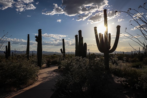 Saguaro National Park