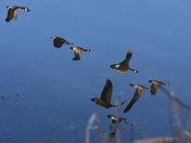 Canada Geese Reflection
