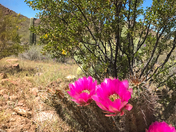 Saguaro National Park