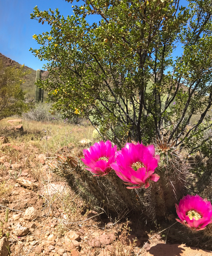 Saguaro National Park
