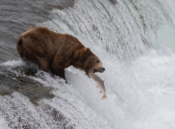 Katmai National Park & Preserve
