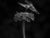 Ruby-throated hummingbird 