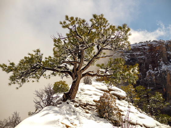 Angel’s Landing - Zion National Park