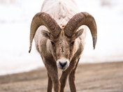 National Elk Refuge 