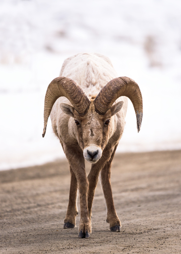 National Elk Refuge 