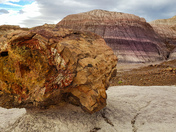 Petrified Forest National Park