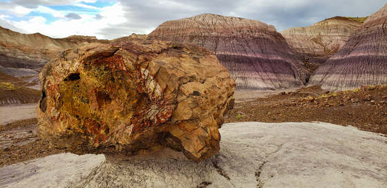 Petrified Forest National Park