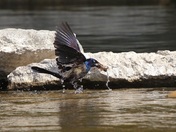 Grackle Crayfishing