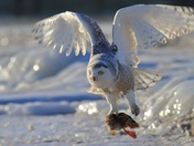 Snowy Owl with prey