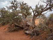 Arches National Park