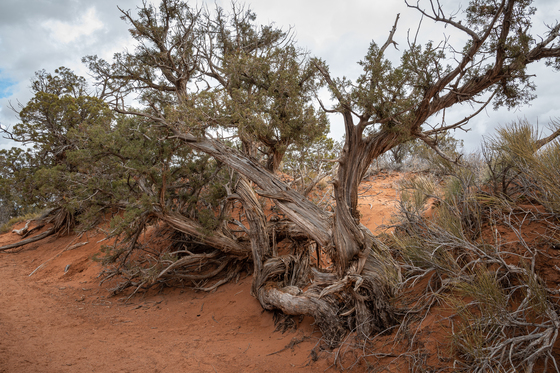 Arches National Park