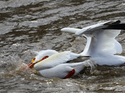 Attack!  -4