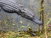 Big Cypress National Preserve