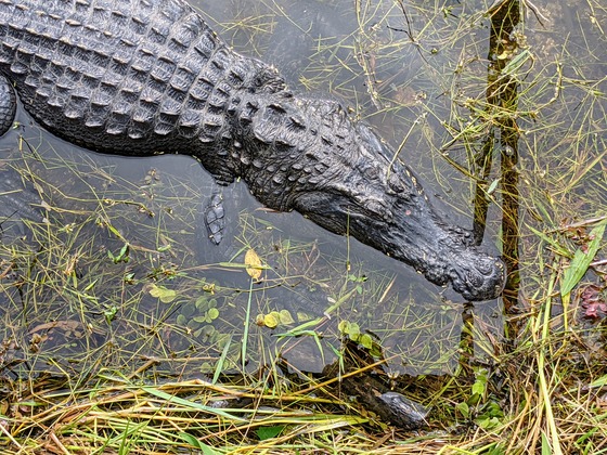 Big Cypress National Preserve