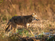 Alligator River National Wildlife Refuge