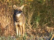 Alligator River National Wildlife Refuge