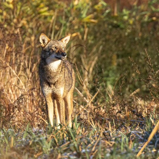 Alligator River National Wildlife Refuge