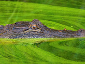 Alligator River National Wildlife Refuge