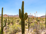 Saguaro National park