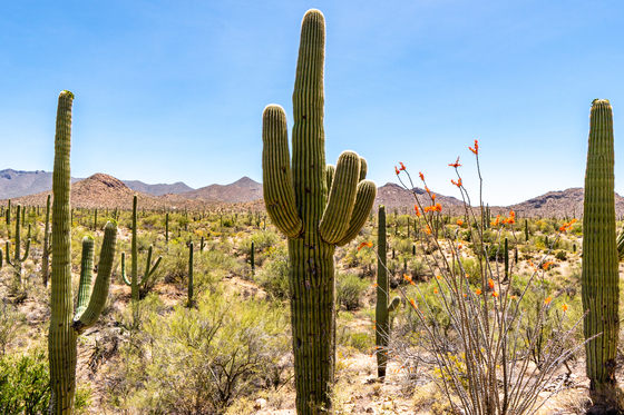 Saguaro National park