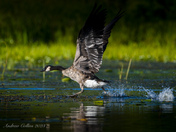 The Take-Off