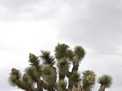 Joshua Tree National Park