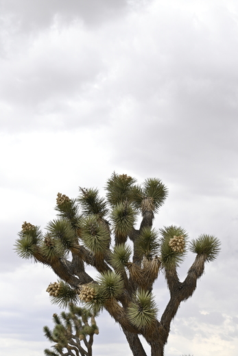 Joshua Tree National Park