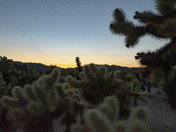 Joshua Tree National Park