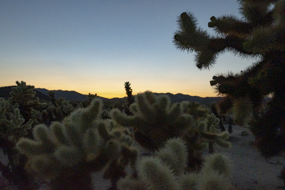 Joshua Tree National Park