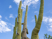 Saguaro National Park