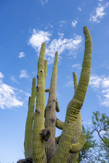 Saguaro National Park