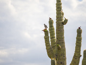 Saguaro National Park