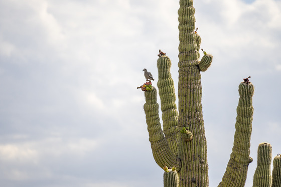Saguaro National Park