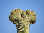 Saguaro National Park