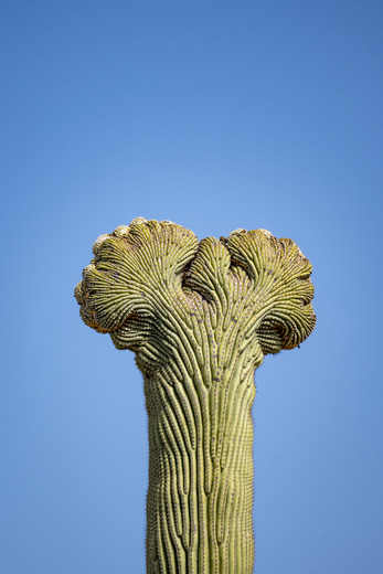 Saguaro National Park