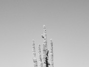Saguaro National Park